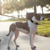 EXCELLENT ELITE SPANKER Dog Leash Nylon Dog Leash for Medium