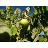 Tree 1 Cherimoya Live Plant Seedling Fruit Tree 10” Ready