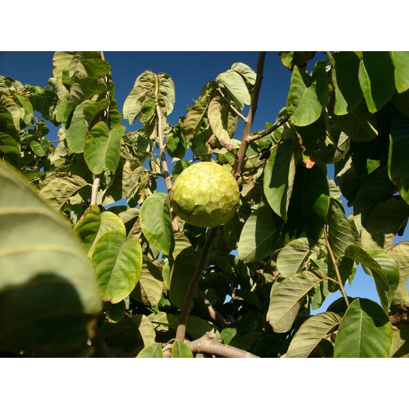 Tree 1 Cherimoya Live Plant Seedling Fruit Tree 10” Ready