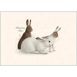 Earth Sky + Water - Rabbit & Hare Assortment Notecard Set - 8 Blank Cards with Envelopes (4 Each of 2 Styles)