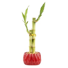 6-Inch Live Lucky Bamboo"Love" Two Stalk Arrangement with Round Red Planter - Indoor House Plant for Good Luck, Fortune, Feng Shui and Zen Gardens