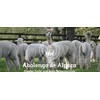 Abolengo de Alpaca 100% Alpaca Felted Insoles for Great Climate