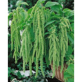 The Gardening World 2000 Green Tails Amaranth Flower Seeds Amaranthus caudatus viridis