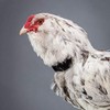Chicken Collar 2 Pack Anti Crow Rooster Collar No Crow
