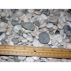 Bivalve clam fossils Madagascar 1.5-0.5 inch 5 pounds 150 plus fossils