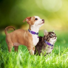 Purple Dog Collar with Bell, Pretty Cute Floral Flower Cat Collar Girl Puppy Collars with Bells for XS Small Tiny Pet Female Dogs, S