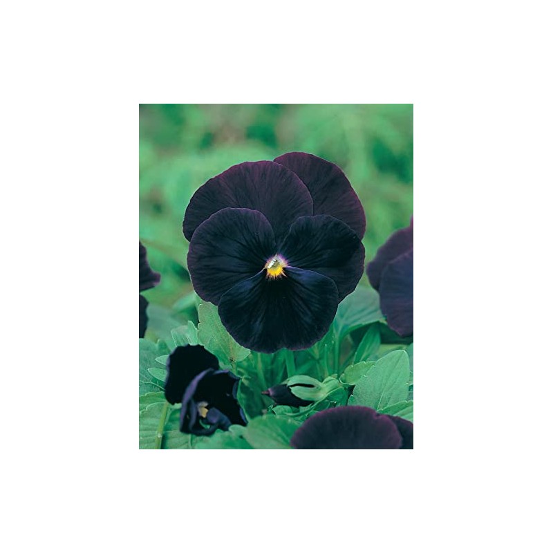 Mr. Fothergill's Pansy Blackjack Seeds