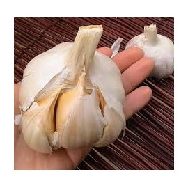 Elephant Garlic 2 Huge Bulbs! Great for Fall Planting! Non GMO Milder Tasting Garlic