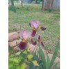 Fresh 6 BEARDED IRIS PLANTS RHIZOMES FRESH MIXED VARIETIES