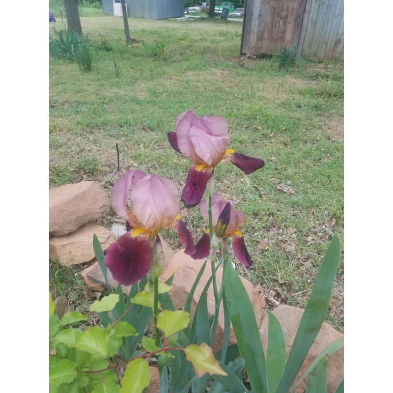 Fresh 6 BEARDED IRIS PLANTS RHIZOMES FRESH MIXED VARIETIES