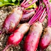 Cylindra Beet Seeds - 5 Lb - Non-GMO, Heirloom -