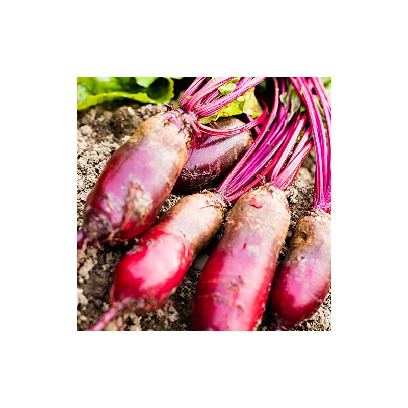 Cylindra Beet Seeds - 5 Lb - Non-GMO, Heirloom -