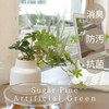 Kishima KH-61254 Artificial House Plants, Fake Green, Artificial Plants, Never