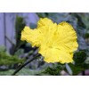 Luffa cylindrica | Sponge Gourd | 10 Seeds