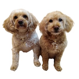 BA UNIQUE FASHION Initial Letter Cuban Chain Dog Chain Pet Chain Pet, Cat, Puppy Necklace (A, 30")