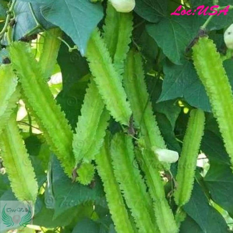 Treevale WINGED BEAN SEEDS, ĐẬU RỒNG, DARA DHAM BALA manila