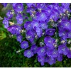 Tussock Bellflower Seeds - Campanula - Marde ross & Company