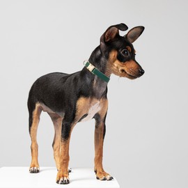 YUDOTE Soft Leather Dog Collars with Safety Quick Release Metal Buckle,Natural Cotton Padded Pleather Collar for Small Dogs with Senstive Skin,Green