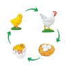 TimeTEX - Chicken Life Cycle | Detailed Development Stages for