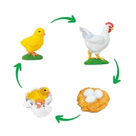 TimeTEX - Chicken Life Cycle | Detailed Development Stages for Playful Learning | Contents: 4 Models, Chicken, Chicken, Chicken, with Digital Exercises; For Children from 4 Years