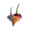 Purple Peach Carolina Reaper Pepper Premium Seeds for Planting Packet