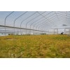 The Jonsteen Company Dawn Redwood | Small Tree Seedling |