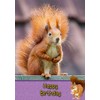 Squirrel Birthday Card