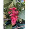 Peters Professional Bloom Booster 10-30-20 3 pounds. Water Soluble Fertilizer