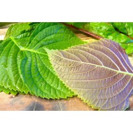 Mai's Family Korean Shiso Herb Seeds (Perilla) – 70 Days – Warm Season Annual by Mai's Family - 2,000+