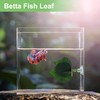 CAPASTEC Betta Fish Leaf, Natural Habitat Simulation for Betta Spawnings