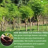 TOG999, Premium 60 Moringa Leaf Tea Bags, 100% Natural &