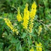 CHUXAY GARDEN 5000 Seeds Melilotus Officinalis,Sweet Yellow Clover,Yellow Melilot,Ribbed Melilot,Common