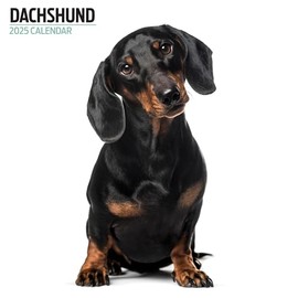Dachshund Calendar 2025 Modern