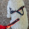Nobby Norwegian Harness Mesh Preno, Light Blue, L: 38-50 cm