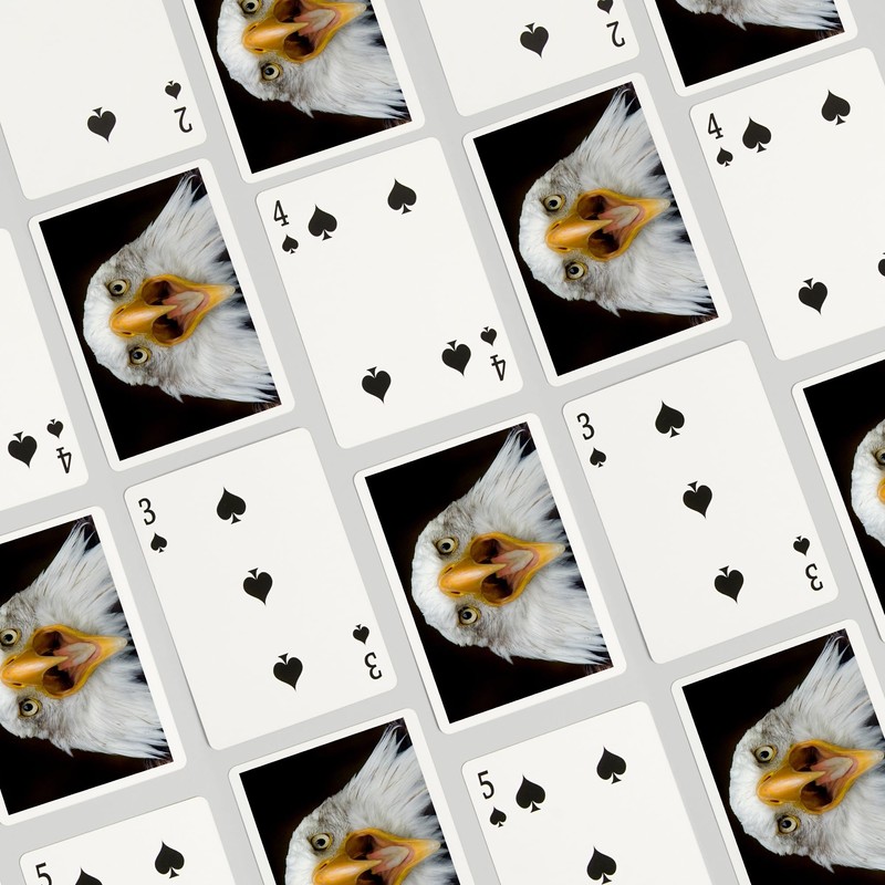 Lantern Press Bald Eagle Face (52 Playing Cards, Poker Size