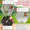 Hormex Rooting Powder #1 & Rooting Cubes Combo - Rooting