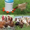 Fayemint Pack of 6 Chicken Drinkers, Automatic Poultry Drinkers, Plastic
