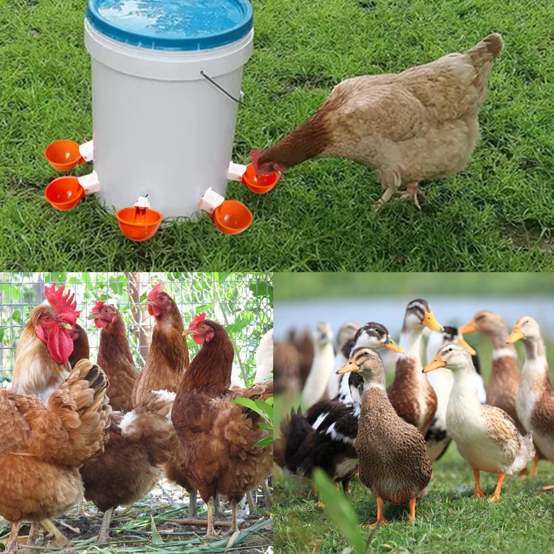 Fayemint Pack of 6 Chicken Drinkers, Automatic Poultry Drinkers, Plastic