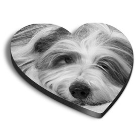 1 x Heart MDF Magnets - Bearded Collie Dog Puppy 42538