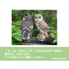 M Pro Owl Figurine, Garden Object, Feng Shui, Good Luck,