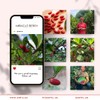 zafru Miracle Berry - Miracle Fruit - Freeze-Dried Flavor-Changing Berry