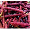 Seed-Top 200 Pakistan Mulberry Fruit Tree Seeds Popular Variety Rare