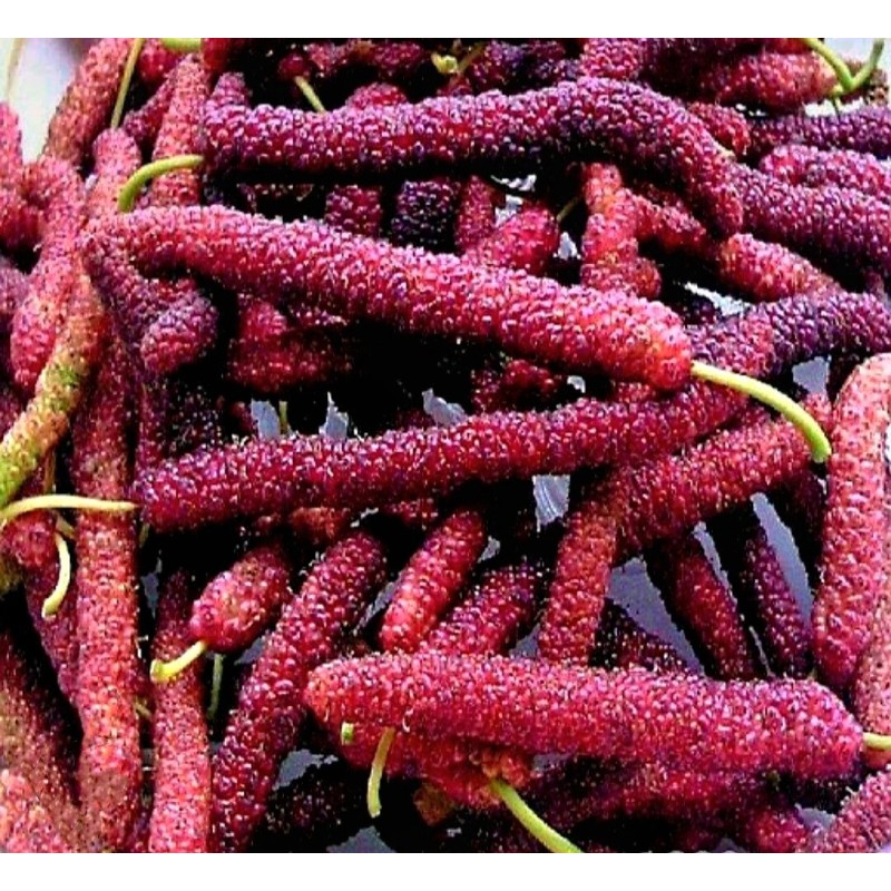 Seed-Top 200 Pakistan Mulberry Fruit Tree Seeds Popular Variety Rare