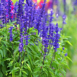 1200+ Perennial Sage Seeds for Planting Outdoor-Annual Salvia Farinacea Wild Flower Garden Home Plant Non-GMO