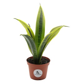 PLANTVERS Live Sansevieria La Rubia in a 3inch Nursery Pot| Snake Plant | Air Purifying Plant | Gifting Houseplants | Low Light Indoor Plant