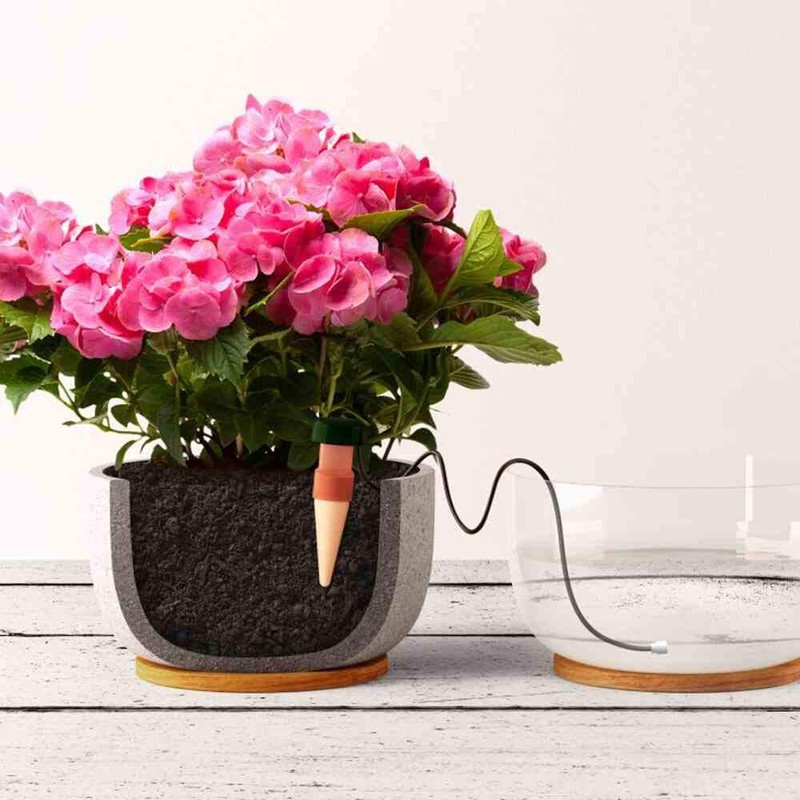 BLUMAT Water Dispenser for House Plants – Pack of 25