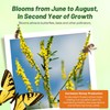 Outsidepride Yellow Sweet Clover Seed - 5 lbs Biennial, Drought-Tolerant,