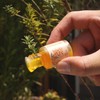 Life Tree Oyster Blend Essential Oil, 0.3 fl oz (10