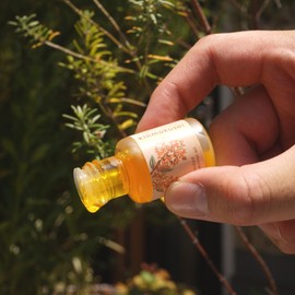 Life Tree Oyster Blend Essential Oil, 0.3 fl oz (10 ml)