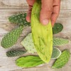 Opuntia pad 9 Assorted cuttings Cacti Cactus Succulent Real Live